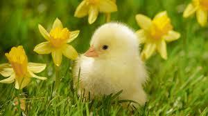 Chick